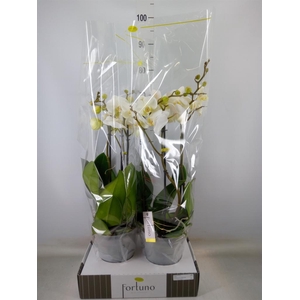 Phalaenopsis   ...white