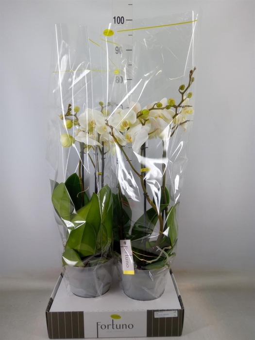 <h4>Phalaenopsis   ...white</h4>