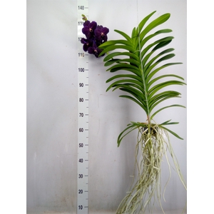 Vanda  hybriden
