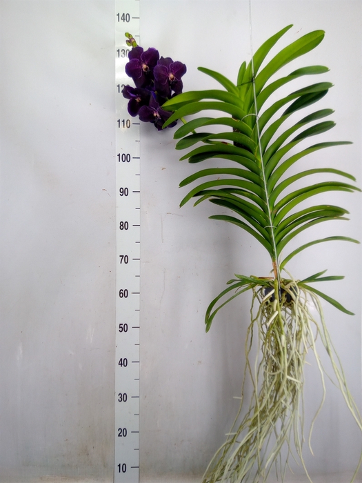 <h4>Vanda  hybriden</h4>