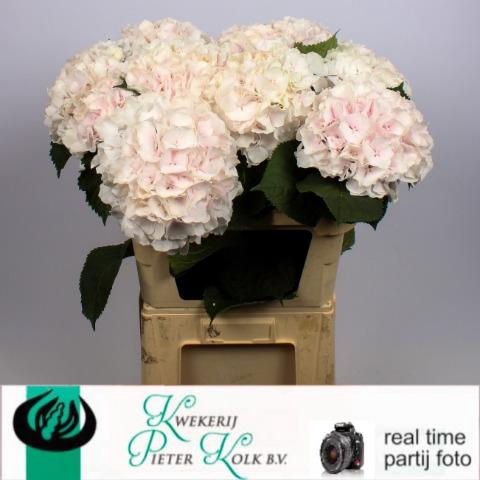 <h4>HYDR M CH SW VERENA</h4>
