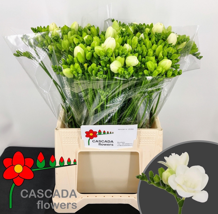 <h4>FR DU ESSENCE</h4>