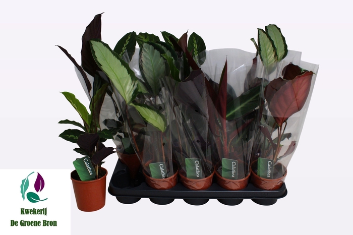 <h4>CALAT GEM 3 SRT</h4>