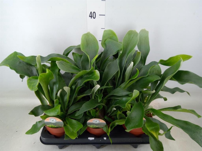 <h4>Platycerium bifurc.</h4>