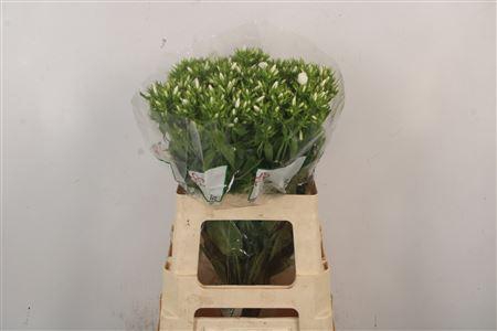 <h4>Phlox Whitecap</h4>