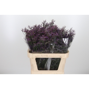Lim Safora Dark Blue