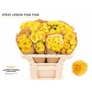 Rosa TR 'Lemon Pompon Freelander'
