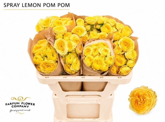 <h4>Rosa TR 'Lemon Pompon Freelander'</h4>