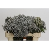 Cape Green Silver Brunia