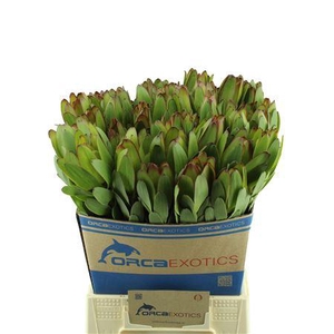 LEUCADENDRON GOLDSTRIKE