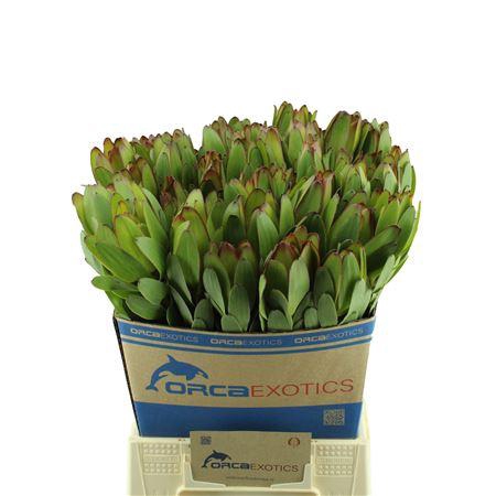 <h4>LEUCADENDRON GOLDSTRIKE</h4>