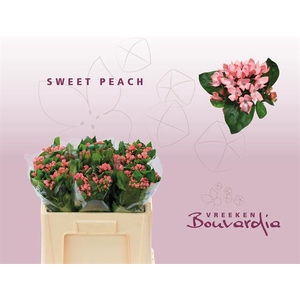 BOU EN SWEET PEACH