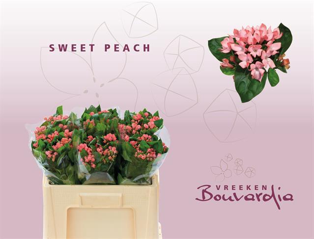 BOU EN SWEET PEACH