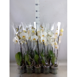 Phalaenopsis   ...