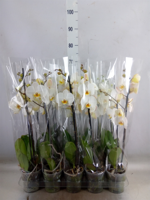 <h4>Phalaenopsis   ...</h4>