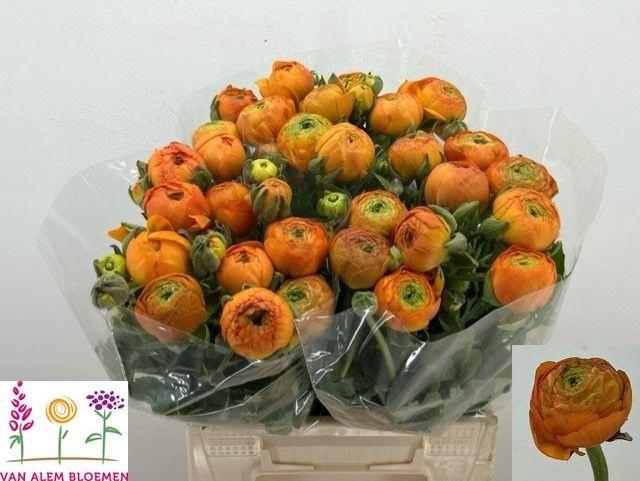 <h4>RAN AAZUR ORANGE</h4>