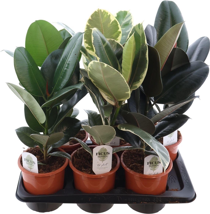 <h4>Fic El Gemengd</h4>