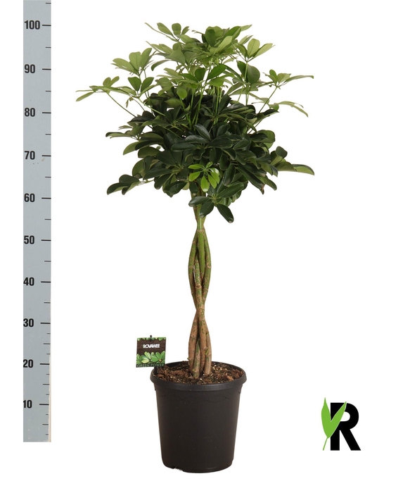 <h4>SCHEF AR COMPACTA</h4>