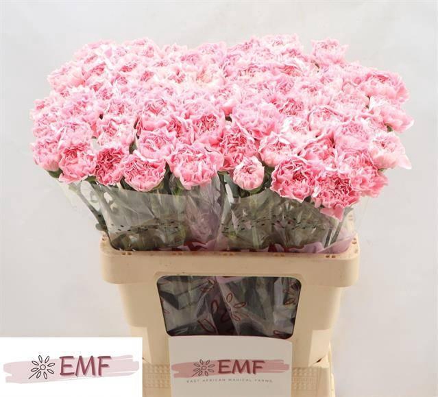 <h4>DI ST JULIA</h4>