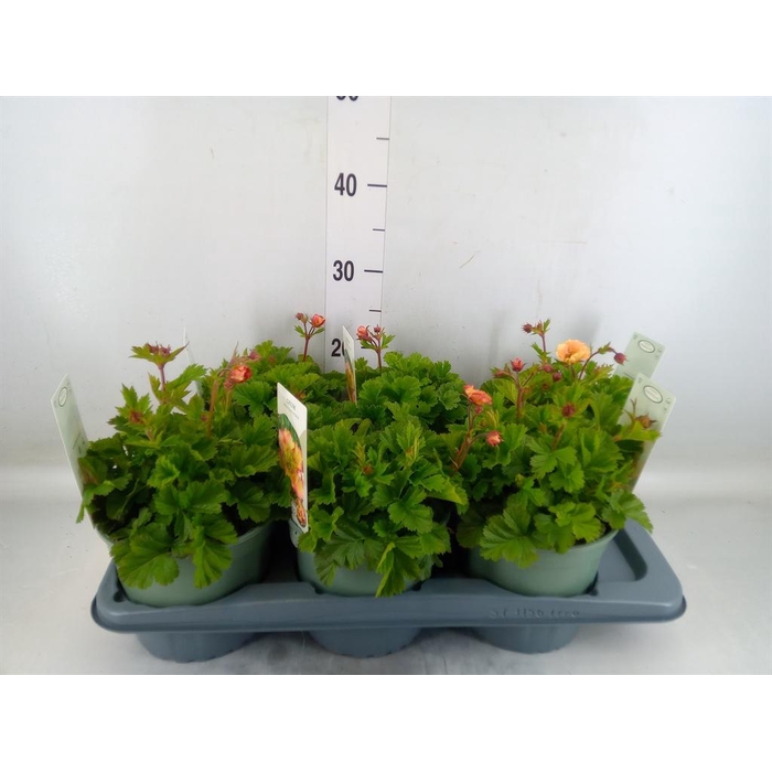 <h4>Geum rivale</h4>