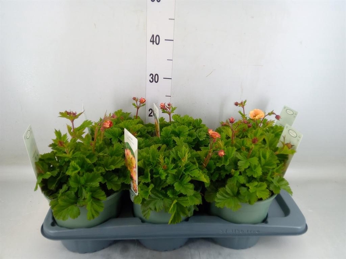 <h4>Geum rivale</h4>