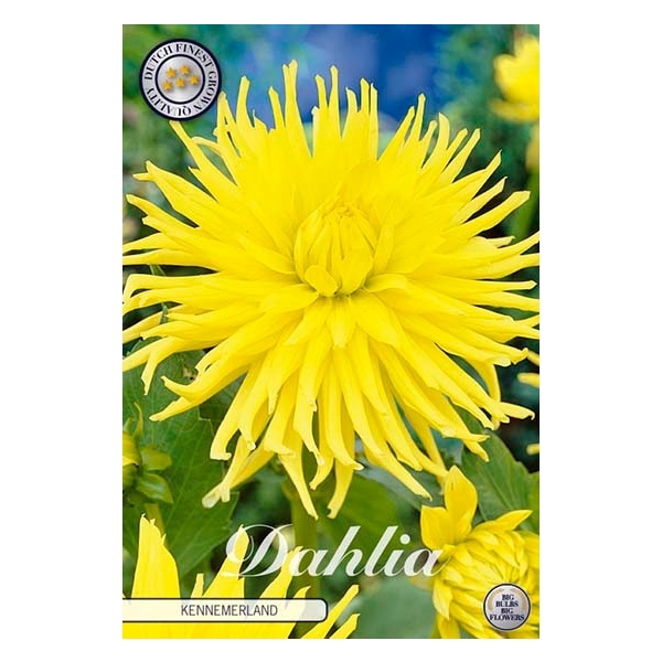 <h4>Dahlia Kennemerland x1</h4>