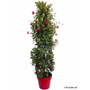 DIPLADENIA-HYBRID p27