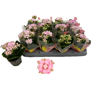 !! PROMO !! KALAN CALAN LILLIAN P6