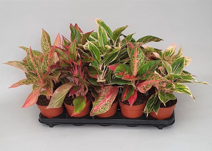 <h4>Aglaonema Gemengd Luxe</h4>