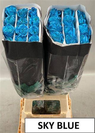<h4>R Gr Sky Blue Ec</h4>