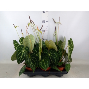 Anthurium clarinervium