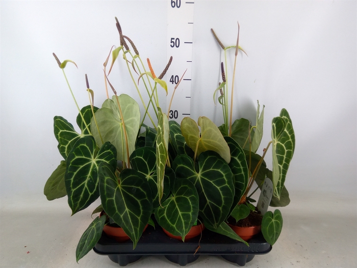 <h4>Anthurium clarinervium</h4>