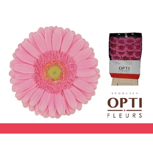 Gerbera Glossy Diamond