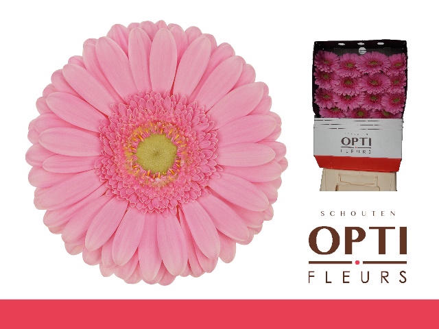 <h4>Gerbera Glossy Diamond</h4>