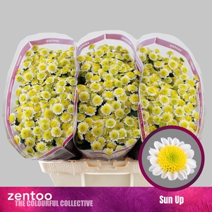 Chrysanten Chr S Sun Up