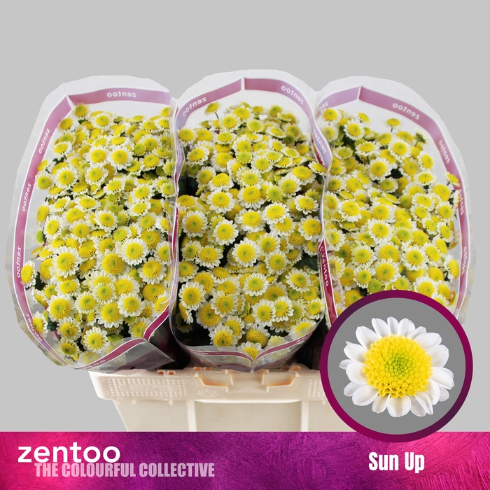 <h4>Chrysanten Chr S Sun Up</h4>