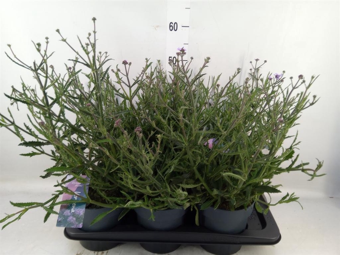 <h4>Verbena bonariensis</h4>