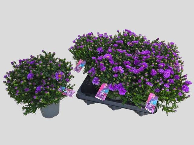 <h4>ASTER D AL D PURP LA</h4>