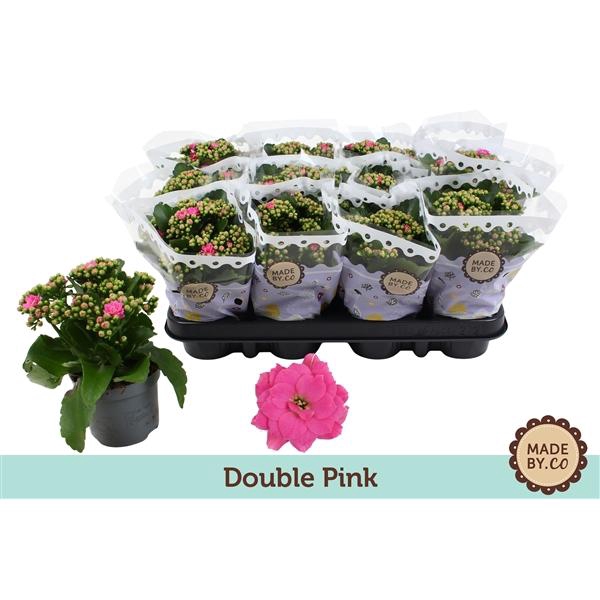 <h4>Kalanchoë Double Pink</h4>