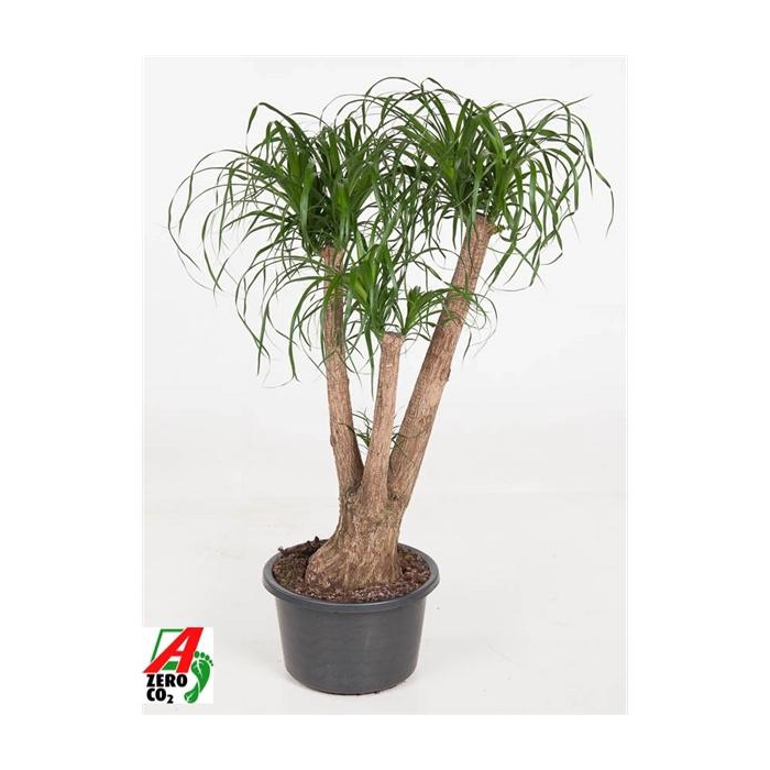 <h4>Beaucarnea vertakt P41 - 3ft</h4>