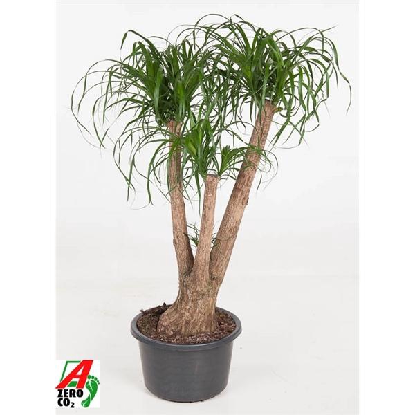 Beaucarnea vertakt P41 - 3ft