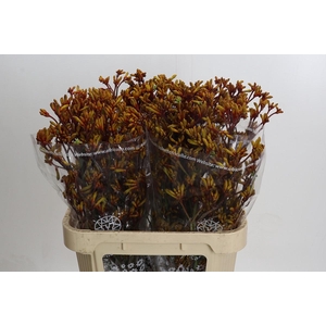 Kangaroo Paw Gold Fever