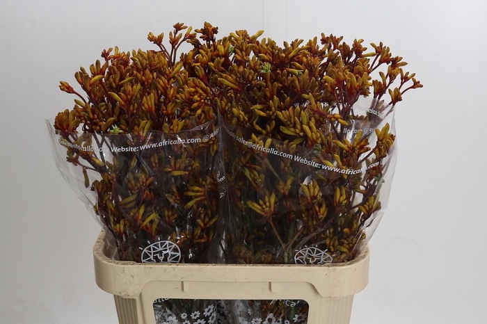 Kangaroo Paw Gold Fever