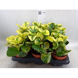 Peperomia obt. 'Variegata'
