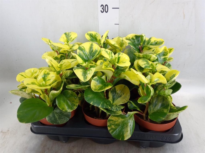 <h4>Peperomia obt. 'Variegata'</h4>