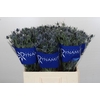 Eryngium Blue Dynamite