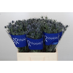 Eryngium Blue Dynamite