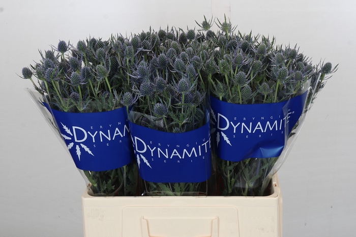 Eryngium Blue Dynamite