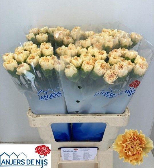 <h4>DI ST CRIMEA</h4>