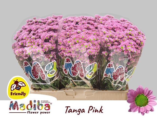 <h4>CHR S MAD TANGA PINK</h4>